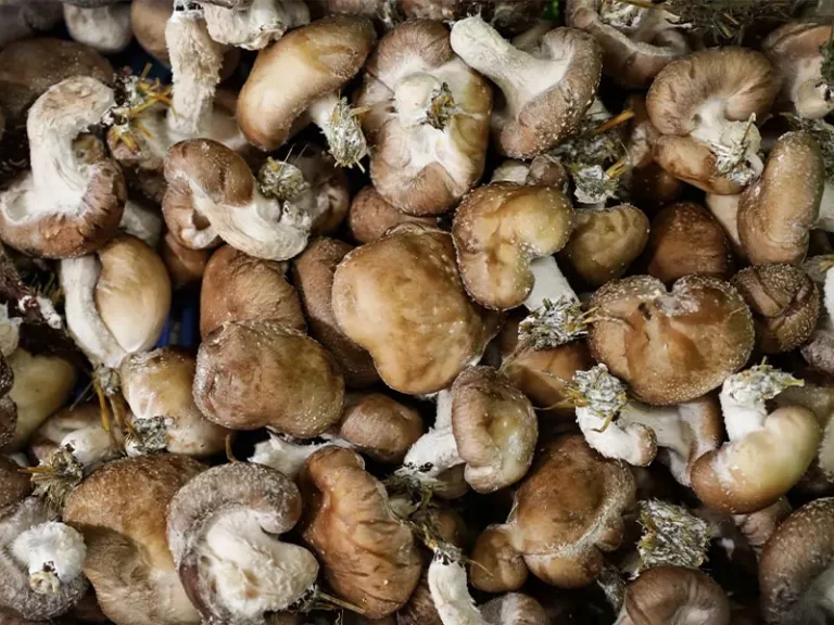 production ferme bio champignon shiitaké carrières Lugasson près de Créon et Branne
